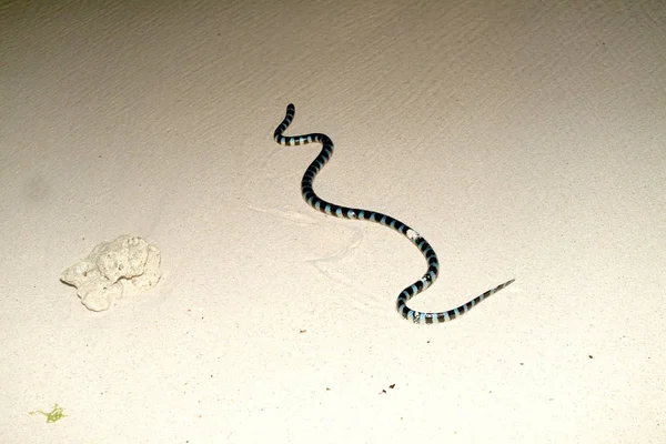 Vista Panorámica Serpiente Peligrosa Majestuosa — Foto de Stock