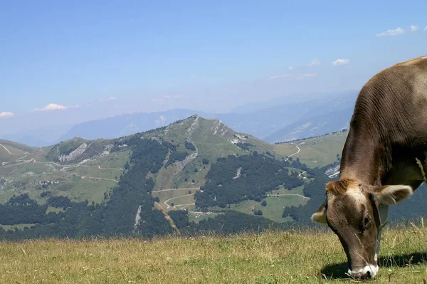 Pohled Jižní Tyrolsko Nebo Alto Adige Provincie Severovýchodní Itálii — Stock fotografie
