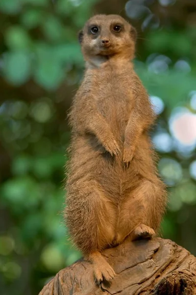 Meerkat Suricate动物在自然界中 — 图库照片