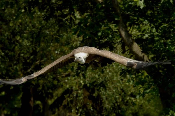 Scenic View Beautiful Bird Nature — Stock Photo, Image