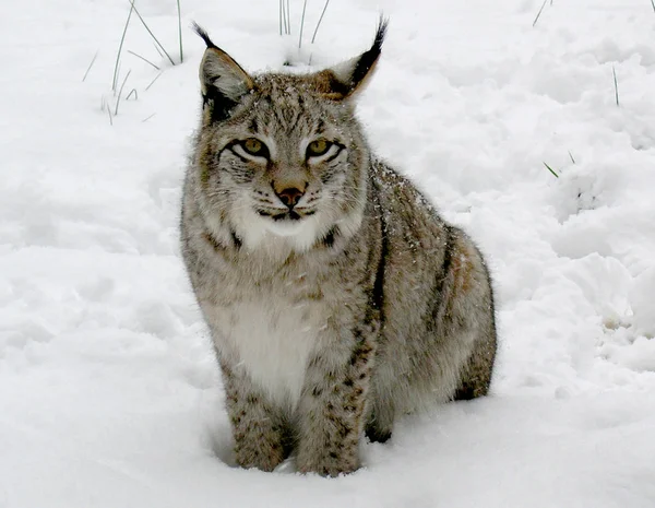 Zbliżenie Zwierząt Zoo — Zdjęcie stockowe