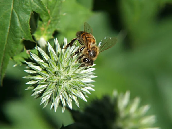 Μέλισσα Γαϊδουράγκαθο — Φωτογραφία Αρχείου