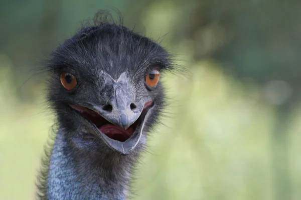 Pittoreska Fågel Tema Skott — Stockfoto