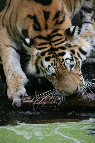 Siberische Tijger Gestreept Dier — Stockfoto