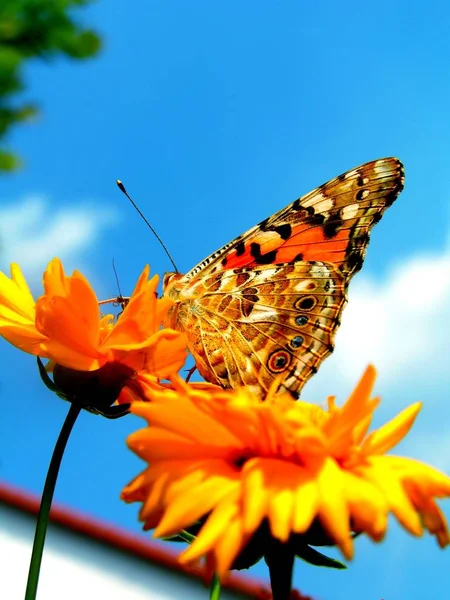 Farben Des Sommers — Stockfoto