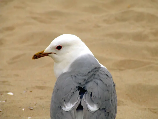 Vue Panoramique Magnifique Oiseau Mouette Mignon — Photo