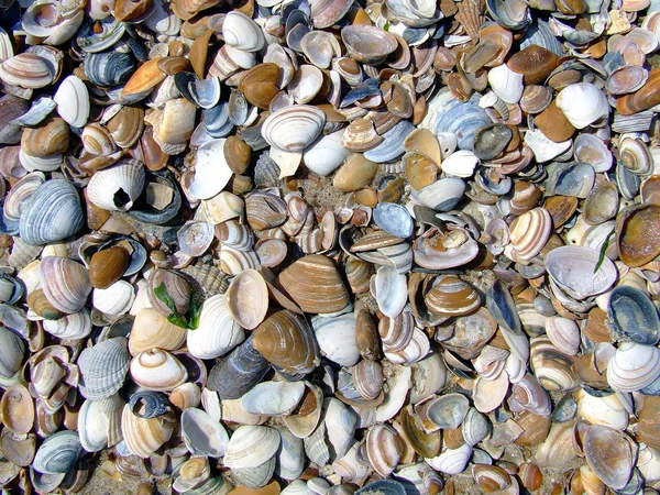 Meeresmuscheln Sommermuscheln — Stockfoto