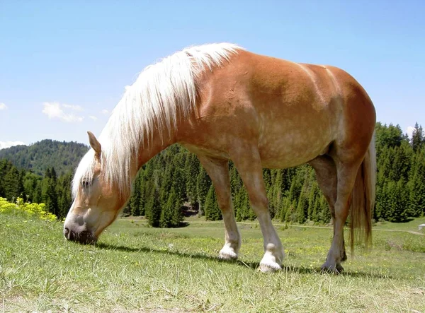 Haflinger Rasa Koni — Zdjęcie stockowe