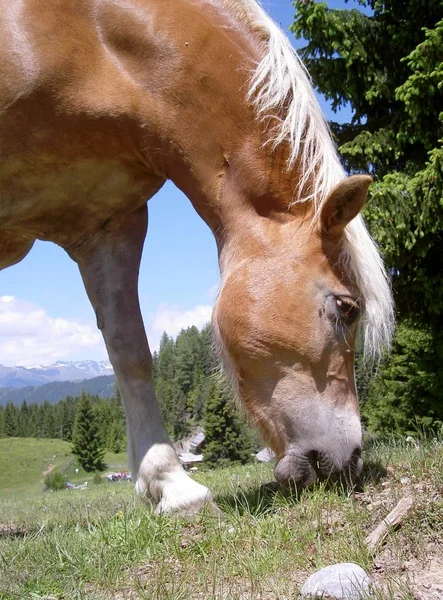 Haflinger Hästen Rasen — Stockfoto