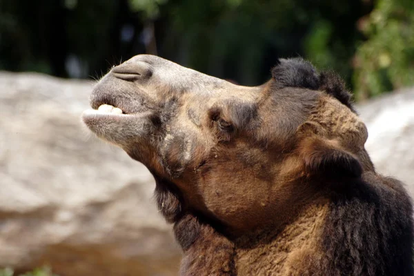 Das Dromedar Auch Arabisches Kamel Genannt Ist Ein Großes Ebenmäßiges — Stockfoto