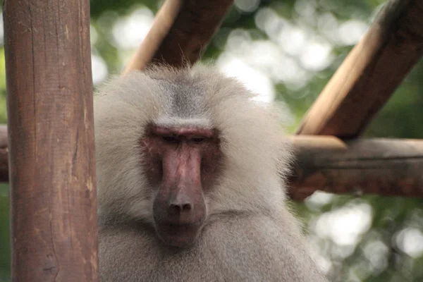 Animal Mono Baboon — Foto de Stock