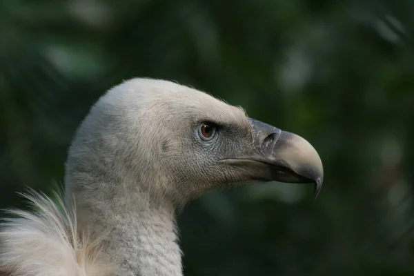 Malebný Pohled Krásného Gryfa Ptáka — Stock fotografie