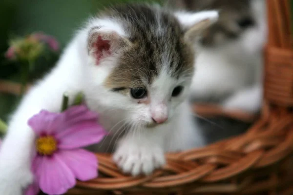 Portrait Cute Cat — Stock Photo, Image