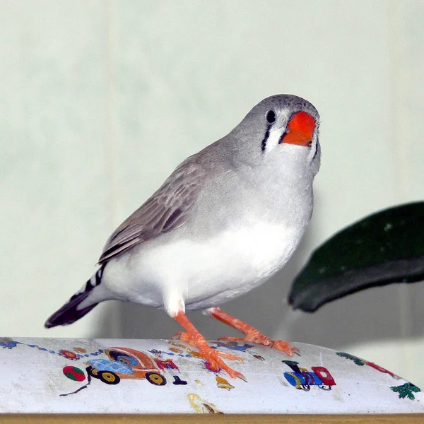 Vista Cênica Belo Pássaro Finch Bonito — Fotografia de Stock