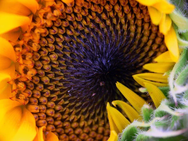 Sonnenblume Nahaufnahme — Stockfoto