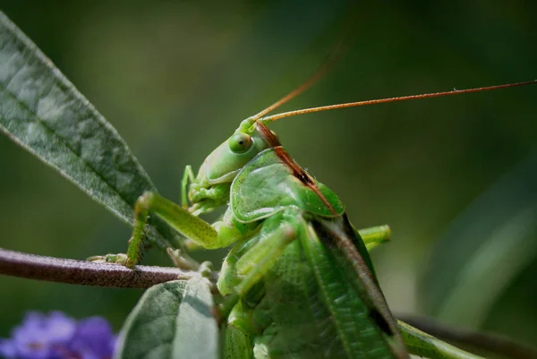 Saltamontes Insectos Cricket Bug — Foto de Stock