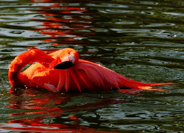 Picturesque Bird Theme Shot — Stock Photo, Image