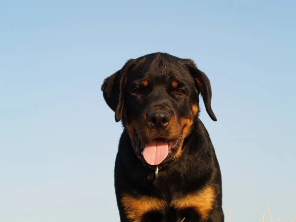 Portret Van Een Schattige Hond — Stockfoto