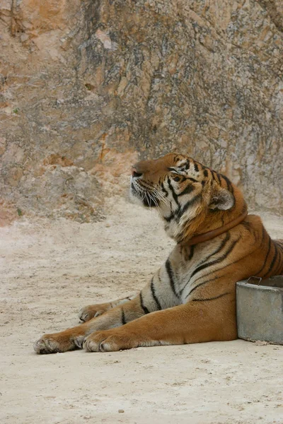 Tygrys Świątyni Tygrysa Pobliżu Kanchanaburi Tajlandii — Zdjęcie stockowe