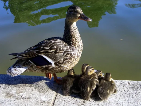 Grenaille Observation Canard Dans Nature Sauvage — Photo