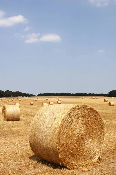 Naturskön Utsikt Över Landsbygden Selektivt Fokus — Stockfoto