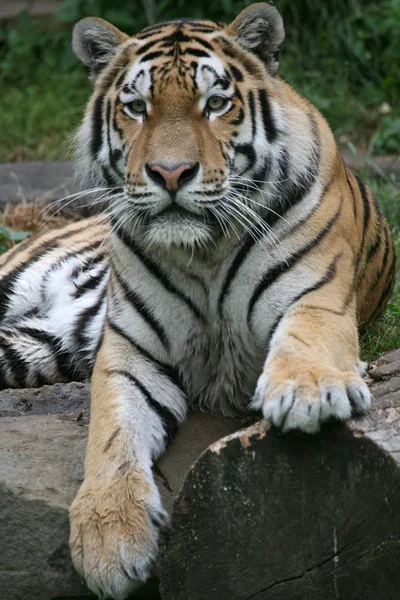 Szibériai Tigris Csíkos Állat — Stock Fotó