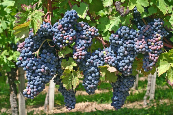 Weinreben Trauben Die Auf Bäumen Wachsen Obstbaumflora — Stockfoto