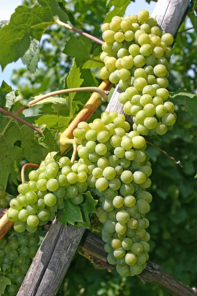 Viñas Uvas Que Crecen Sobre Árbol Frutas Plantas Frutales —  Fotos de Stock