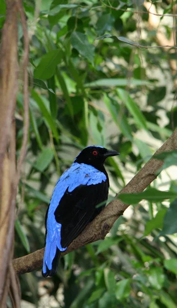 Ces Oiseaux Asiatiques Frappants Sont Connus Pour Dôme Bleu Vif — Photo