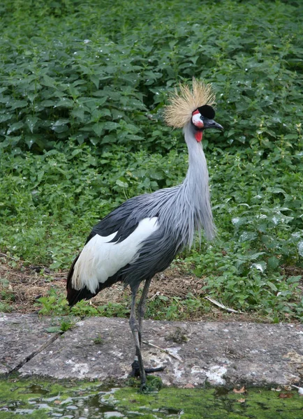 Falls Its Straw Colored Feather Crown Velvety Feather Wool His — Stock Photo, Image