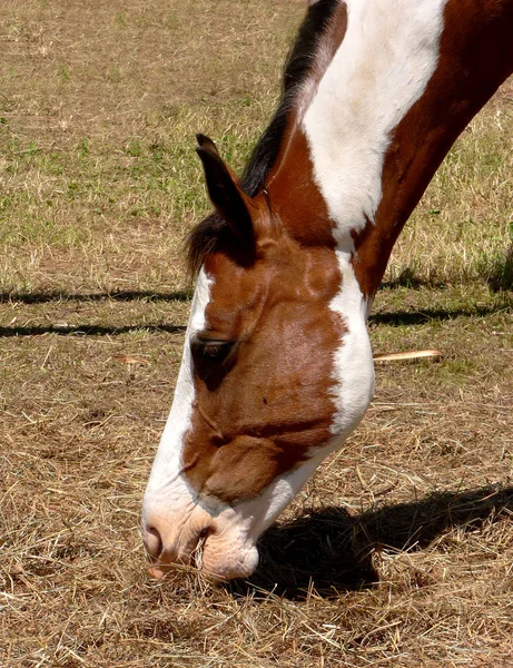 Lindo Caballo Naturaleza Salvaje —  Fotos de Stock