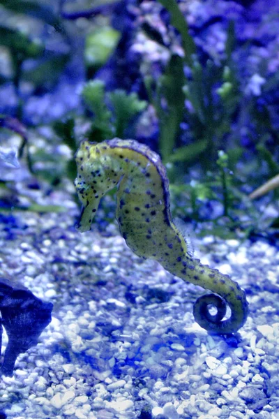 Underwater Photography Caribbean Sea Life — Stock Photo, Image