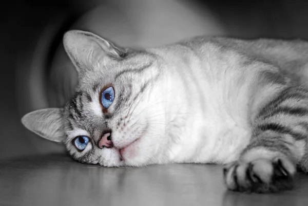 Retrato Gato Bonito — Fotografia de Stock