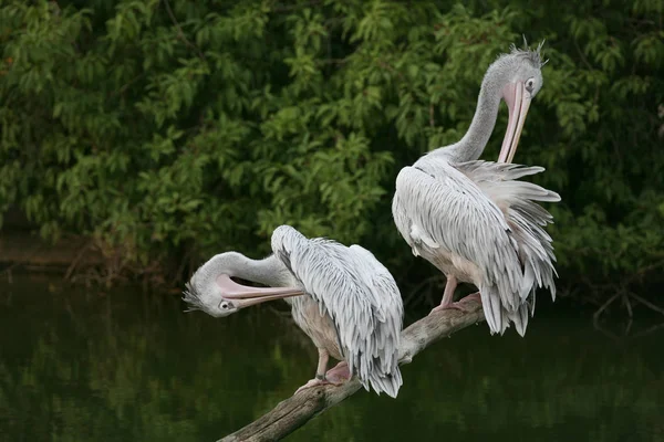 Schwimmvogel Wildniskonzept — Stockfoto