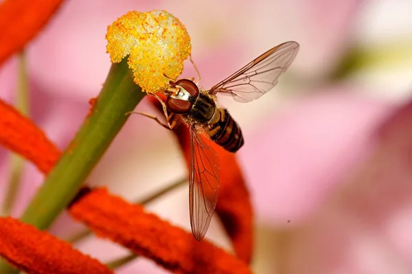 蜜蜂在百合花花粉上 — 图库照片