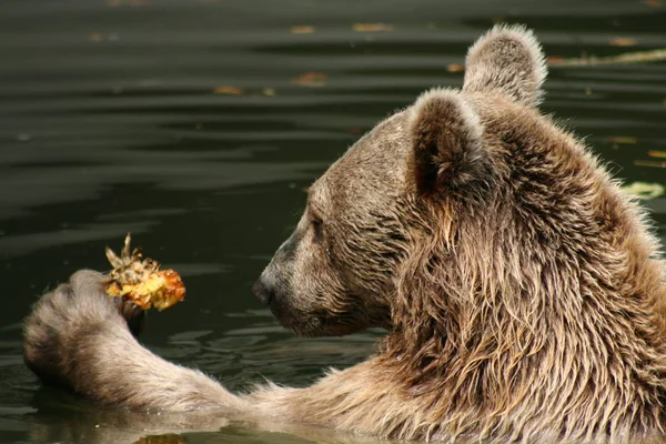 Ist Das Man Essen Sollte — Stockfoto