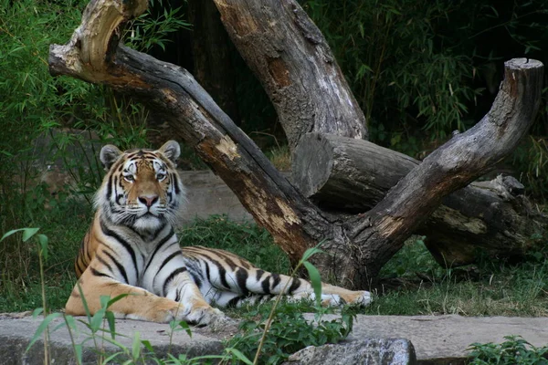 Depredador Felino Tigre Salvaje — Foto de Stock