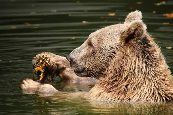 Fauna Brunbjörnsdjur — Stockfoto