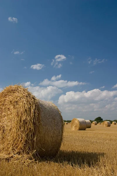 Zemědělská Polní Sklizeň Balíky Slámy — Stock fotografie