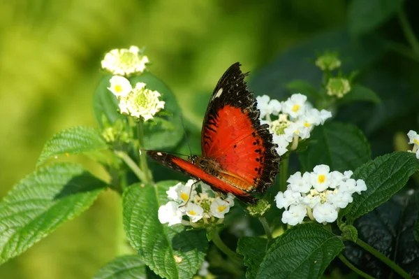 Gros Plan Bug Nature Sauvage — Photo