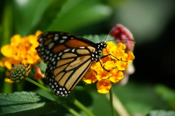 Vista Primer Plano Hermosa Mariposa Colorida — Foto de Stock