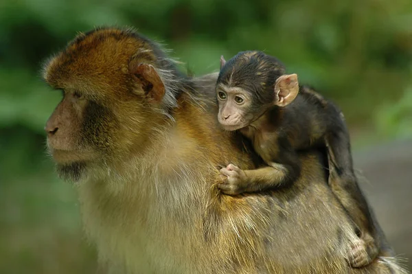 원숭이는 동물이고 엘크를 동안볼 수있는 — 스톡 사진