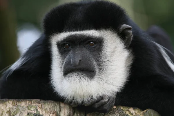 サル霊長類動物野生動物 — ストック写真