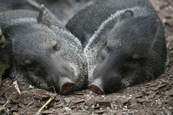 Verschiedene Tiere Selektiver Fokus — Stockfoto