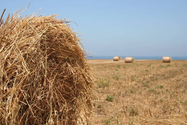 Landwirtschaftliche Feldernte Strohballen — Stockfoto