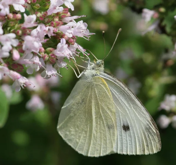 植物や蝶や美しい昆虫 — ストック写真