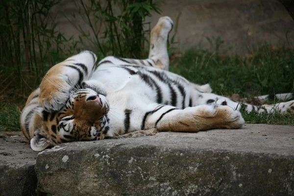 Tigre Sibiriano Animal Listrado — Fotografia de Stock