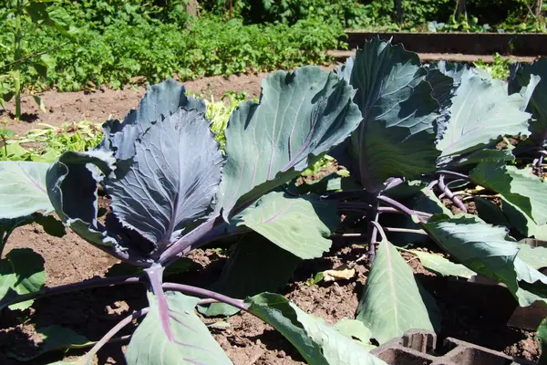Cabbages Garden — Stock Photo, Image