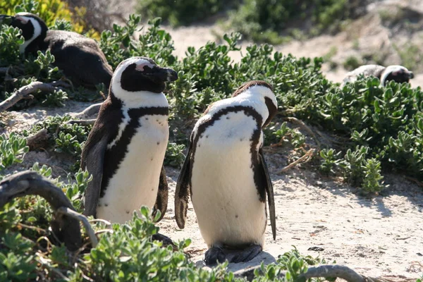 Vacker Utsikt Över Vacker Fågel Naturen — Stockfoto