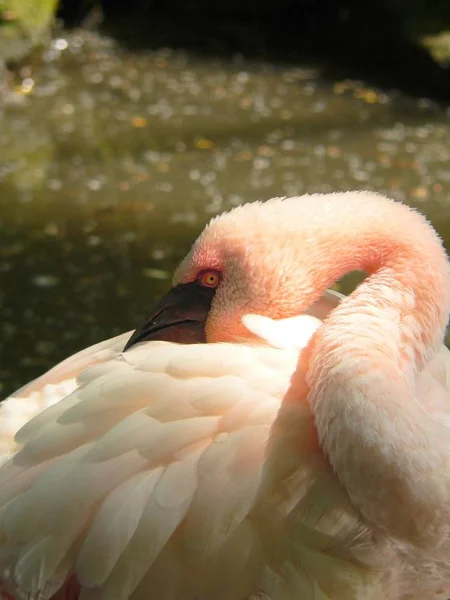 Ruber Phoenicopterus Flamingo Maior Espécime Maior Família Dos Flamingos Suas — Fotografia de Stock